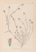 Herbier de la flore française Pl0339 - Louis Antoine Cusin — vista dell’opera