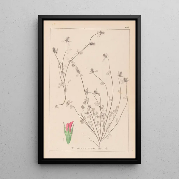 Louis Antoine Cusin - Herbier de la flore franaise Pl0339.webp
