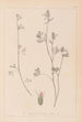 Herbier de la flore française Pl0340 - Louis Antoine Cusin — vista dell’opera
