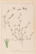 Herbier de la flore française Pl0342 - Louis Antoine Cusin — vista dell’opera