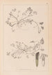 Herbier de la flore française Pl0343 - Louis Antoine Cusin — vista dell’opera