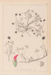 Herbier de la flore française Pl0344 - Louis Antoine Cusin — Ansicht des Kunstwerks