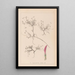 Herbier de la flore française Pl0354 - Louis Antoine Cusin — quadro incorniciato alla parete