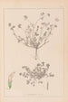 Herbier de la flore française Pl0359 - Louis Antoine Cusin — Ansicht des Kunstwerks