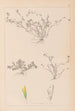Herbier de la flore française Pl0365 - Louis Antoine Cusin — Ansicht des Kunstwerks