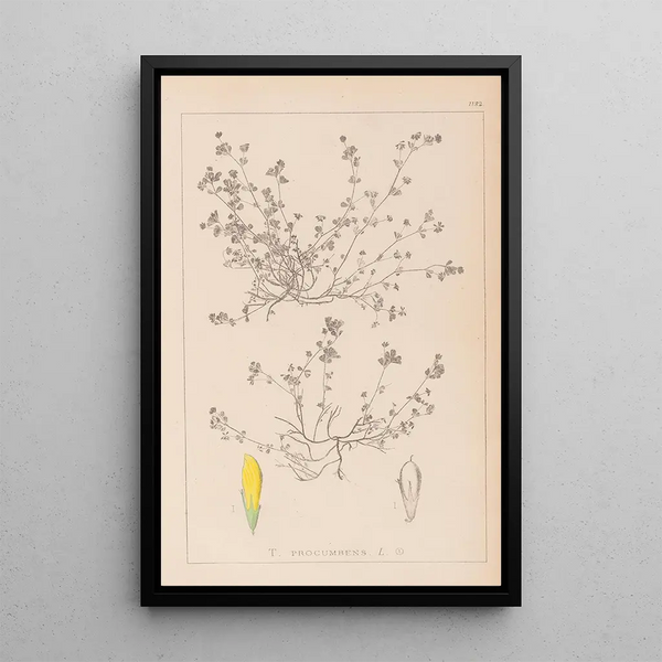 Louis Antoine Cusin - Herbier de la flore franaise Pl0366.webp
