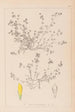 Herbier de la flore française Pl0366 - Louis Antoine Cusin — Ansicht des Kunstwerks