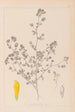 Herbier de la flore française Pl0368 - Louis Antoine Cusin — Ansicht des Kunstwerks