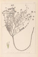 Herbier de la flore française Pl0374 - Louis Antoine Cusin — Ansicht des Kunstwerks