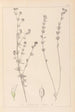 Herbier de la flore française Pl0377 - Louis Antoine Cusin — vista dell’opera