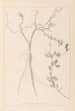 Herbier de la flore française Pl0379 - Louis Antoine Cusin — vista dell’opera