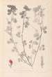 Herbier de la flore française Pl0380 - Louis Antoine Cusin — Ansicht des Kunstwerks