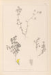 Herbier de la flore française Pl0384 - Louis Antoine Cusin — Ansicht des Kunstwerks