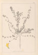 Herbier de la flore française Pl0385 - Louis Antoine Cusin — vista dell’opera