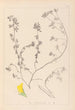 Herbier de la flore française Pl0394 - Louis Antoine Cusin — vista dell’opera