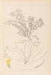 Herbier de la flore française Pl0395 - Louis Antoine Cusin — Ansicht des Kunstwerks