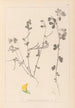 Herbier de la flore française Pl0396 - Louis Antoine Cusin — vista dell’opera