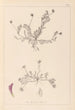 Herbier de la flore française Pl0399 - Louis Antoine Cusin — Ansicht des Kunstwerks