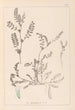 Herbier de la flore française Pl0400 - Louis Antoine Cusin — Ansicht des Kunstwerks