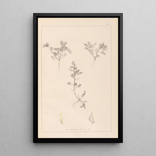 Louis Antoine Cusin - Herbier de la flore franaise Pl0401.webp