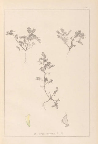 Louis Antoine Cusin - Herbier de la flore franaise Pl0401.webp