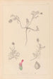 Herbier de la flore française Pl0410 - Louis Antoine Cusin — Ansicht des Kunstwerks