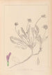 Herbier de la flore française Pl0412 - Louis Antoine Cusin — vista dell’opera