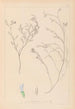 Herbier de la flore française Pl0414 - Louis Antoine Cusin — Ansicht des Kunstwerks