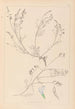 Herbier de la flore française Pl0415 - Louis Antoine Cusin — Ansicht des Kunstwerks