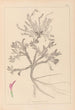 Herbier de la flore française Pl0417 - Louis Antoine Cusin — Ansicht des Kunstwerks