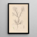 Herbier de la flore française Pl0419 - Louis Antoine Cusin — gerahmtes Bild an der Wand