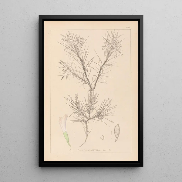 Louis Antoine Cusin - Herbier de la flore franaise Pl0419.webp