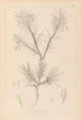 Herbier de la flore française Pl0419 - Louis Antoine Cusin — Ansicht des Kunstwerks