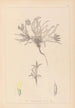 Herbier de la flore française Pl0423 - Louis Antoine Cusin — Ansicht des Kunstwerks