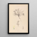 Herbier de la flore française Pl0423 - Louis Antoine Cusin — gerahmtes Bild an der Wand