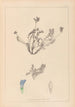 Herbier de la flore française Pl0425 - Louis Antoine Cusin — vista dell’opera