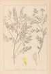 Herbier de la flore française Pl0430 - Louis Antoine Cusin — Ansicht des Kunstwerks