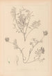 Herbier de la flore française Pl0432 - Louis Antoine Cusin — vista dell’opera