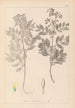 Herbier de la flore française Pl0434 - Louis Antoine Cusin — vista dell’opera