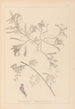 Herbier de la flore française Pl0435 - Louis Antoine Cusin — Ansicht des Kunstwerks