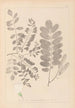 Herbier de la flore française Pl0437 - Louis Antoine Cusin — Ansicht des Kunstwerks