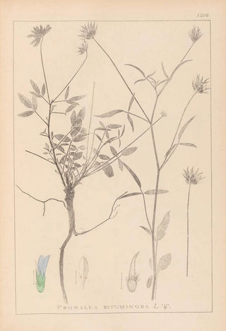 Louis Antoine Cusin - Herbier de la flore franaise Pl0440.webp