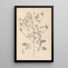 Herbier de la flore française Pl0441 - Louis Antoine Cusin — gerahmtes Bild an der Wand