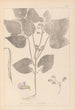 Herbier de la flore française Pl0442 - Louis Antoine Cusin — Ansicht des Kunstwerks