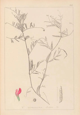 Louis Antoine Cusin - Herbier de la flore franaise Pl0447.webp
