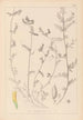 Herbier de la flore française Pl0456 - Louis Antoine Cusin — Ansicht des Kunstwerks