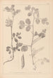 Herbier de la flore française Pl0459 - Louis Antoine Cusin — Ansicht des Kunstwerks