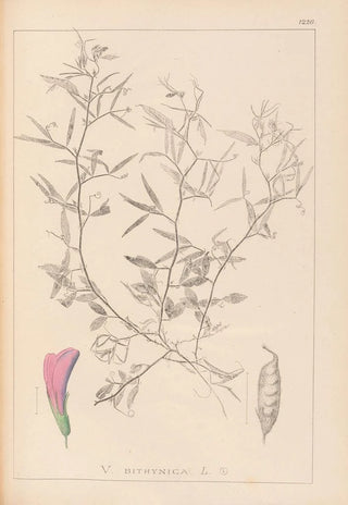 Louis Antoine Cusin - Herbier de la flore franaise Pl0460.webp