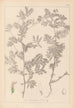 Herbier de la flore française Pl0470 - Louis Antoine Cusin — vista dell’opera