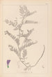 Herbier de la flore française Pl0471 - Louis Antoine Cusin — vista dell’opera